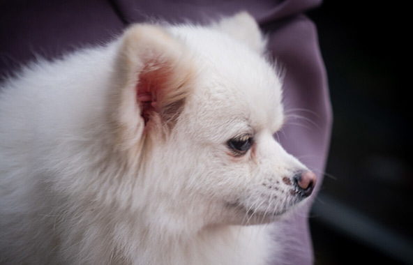 博美犬的寿命是多少年-博美犬的寿命一般是多长