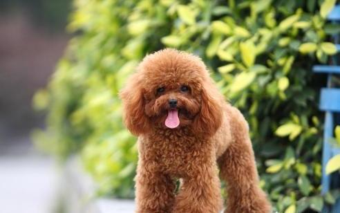 哪一种小型犬适合孩子养-柯基适合小孩养吗