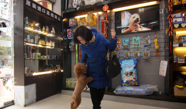 狗狗寄养在宠物店好吗-世界知名宠物店 狗狗寄养在宠物店好吗-世界知名宠物店