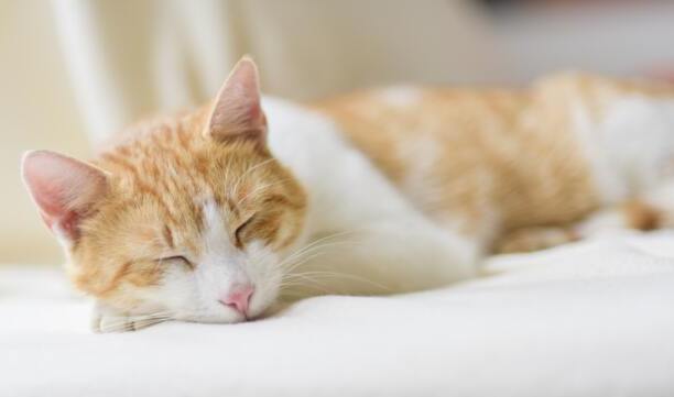 猫走丢了怎么样才能找回来-怎样写寻猫启示