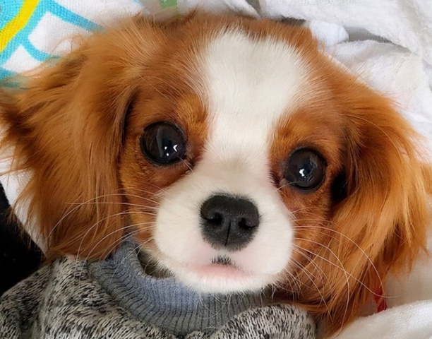 可爱的小狗图片-建议养的10种小型犬 可爱的小狗图片-建议养的10种小型犬