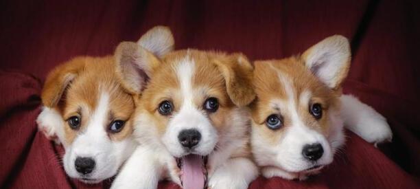 威尔斯柯基犬-卡迪根威尔士柯基智商 威尔斯柯基犬-卡迪根威尔士柯基智商