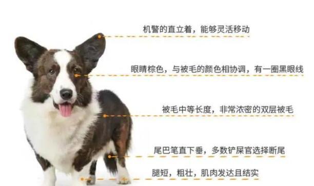 威尔斯柯基犬-卡迪根威尔士柯基智商 威尔斯柯基犬-卡迪根威尔士柯基智商