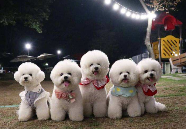 十大旺家犬-怎样训练秋田犬跟着主人走