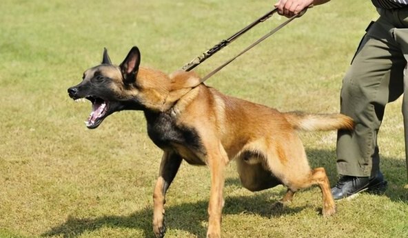 适合独居女生养的护卫犬-家庭护卫犬哪种最好