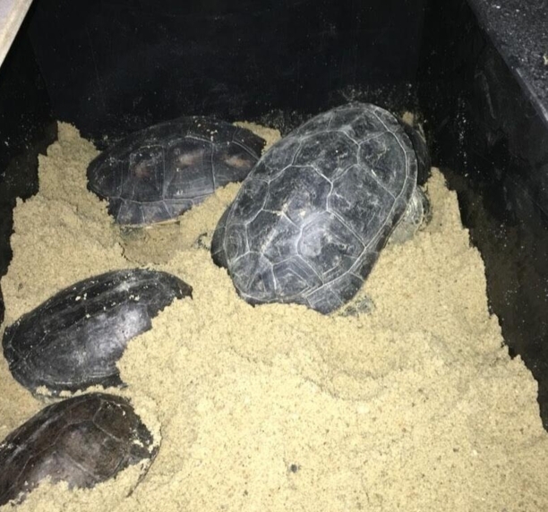 怎么知道种龟怀孕了