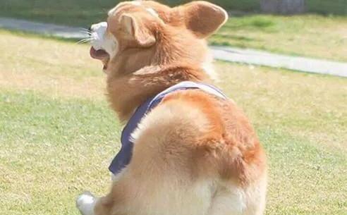 威尔斯柯基犬-卡迪根威尔士柯基智商 威尔斯柯基犬-卡迪根威尔士柯基智商