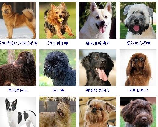 狗的种类有哪些-如何通过照片知道狗狗的品种和名字