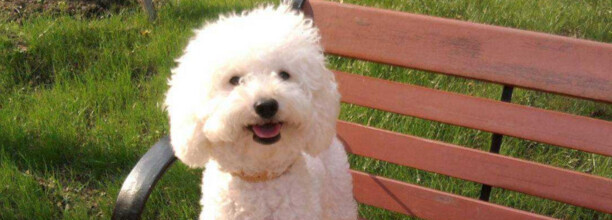 初次养狗养什么品种最合适-比熊犬养多久才认主人 初次养狗养什么品种最合适-比熊犬养多久才认主人