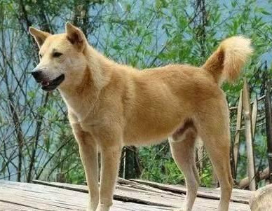 中华田园犬为什么禁养-中华田园犬被禁养的原因