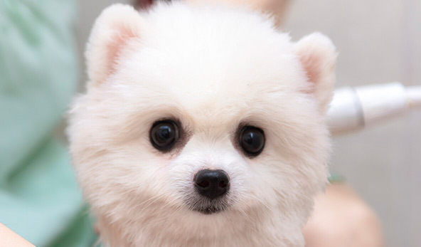 博美犬的寿命是多少年-博美犬的寿命一般是多长