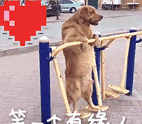 十大旺家犬-怎样训练秋田犬跟着主人走