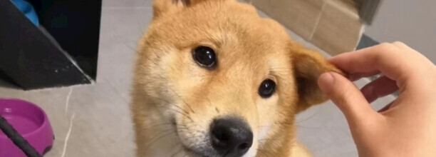 2个月的小柴犬的长相-柴犬为什么那么像土狗