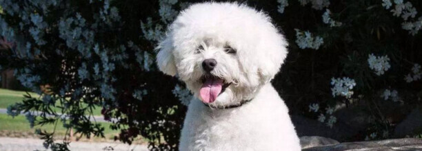 如何能让自己养的狗狗只忠诚主人-比熊犬认新主人的时间