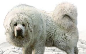 藏獒赤古照片-藏獒多吉原型 藏獒赤古照片-藏獒多吉原型