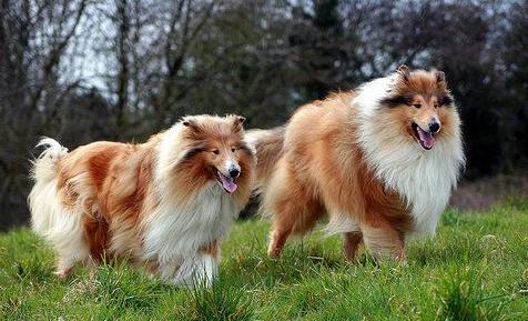 纯种苏格兰牧羊犬-苏格兰牧羊犬能活多少岁 纯种苏格兰牧羊犬-苏格兰牧羊犬能活多少岁