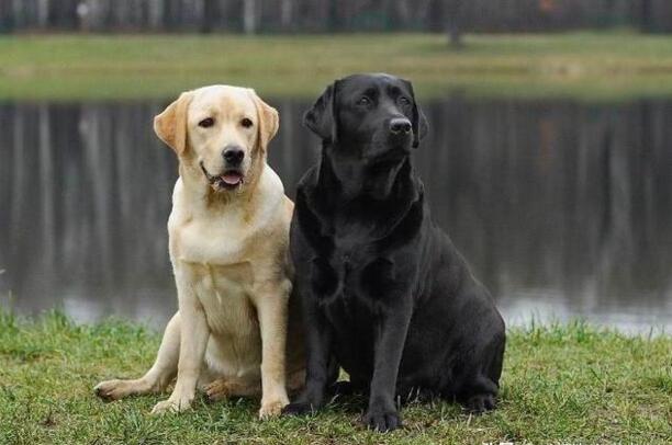 初次养狗养什么品种最合适-比熊犬养多久才认主人 初次养狗养什么品种最合适-比熊犬养多久才认主人