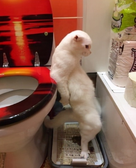 不能当着猫咪的面铲屎-铲猫屎能让猫看见吗