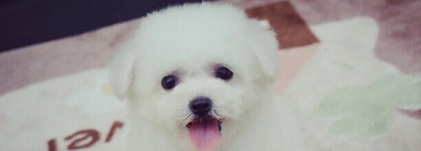 比熊犬能活多少年-比熊犬的寿命是几年
