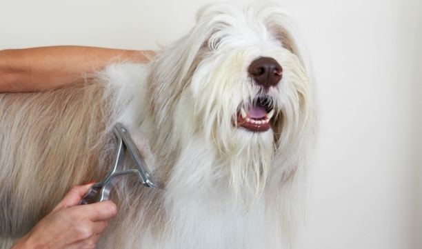 名犬鉴赏（二十一）——长须牧羊犬