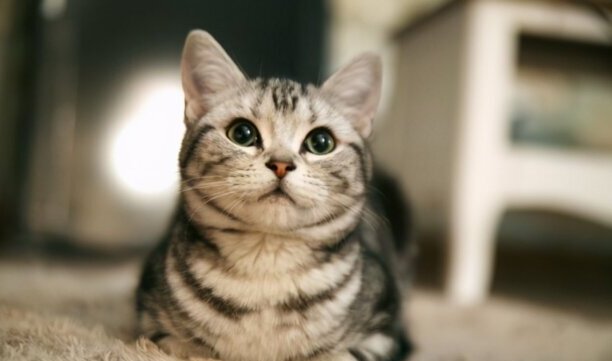宠物猫的品种价格排行-口碑最好的宠物猫排行榜
