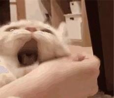 好听的猫咪名字100个-好听的小猫名