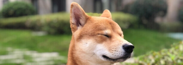 秋田犬/柴犬和中国的土狗为什么那么像-为什么柴犬长得像土狗