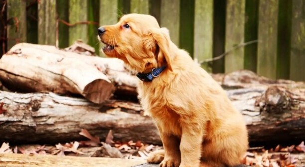 犬瘟有哪些症状？