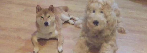 狗狗走丢了一周还认识主人吗-柴犬走丢会认新主人吗