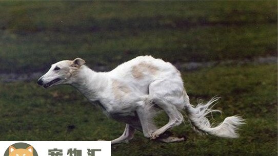 四种优秀的狩猎犬-中国皇家狩猎犬 四种优秀的狩猎犬-中国皇家狩猎犬