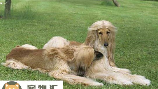 四种优秀的狩猎犬-中国皇家狩猎犬 四种优秀的狩猎犬-中国皇家狩猎犬
