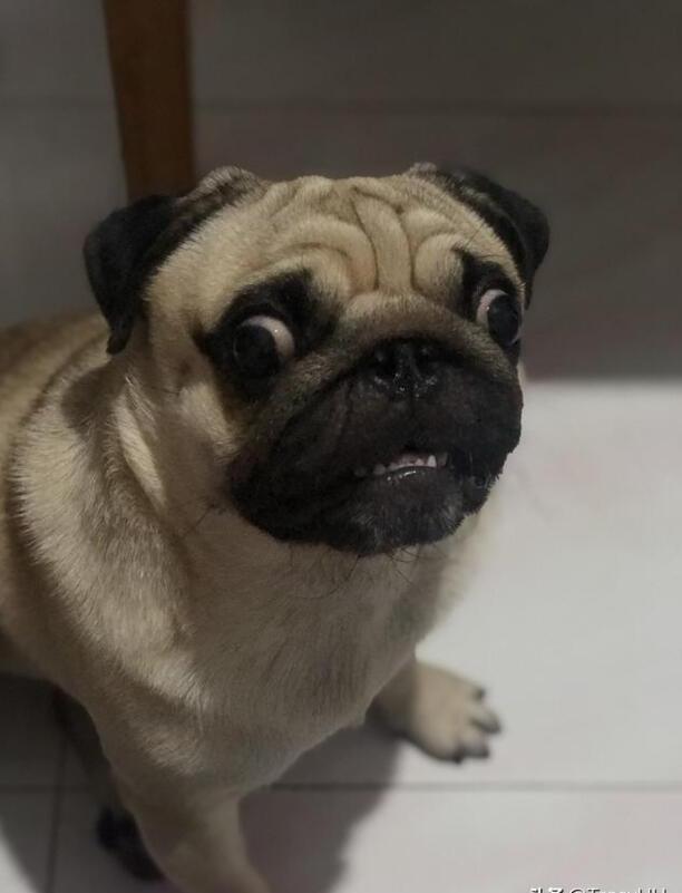 哪种狗狗比较不爱叫不乱咬东西比较听话爱撒娇的