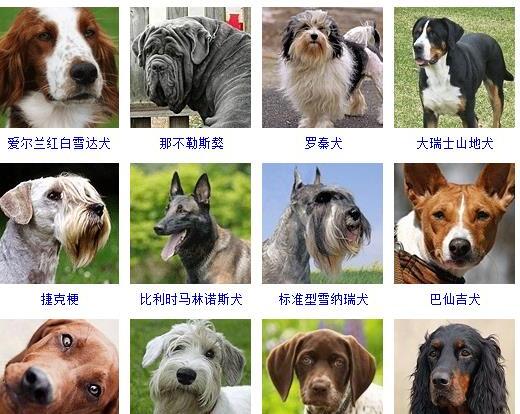 狗的种类有哪些-如何通过照片知道狗狗的品种和名字