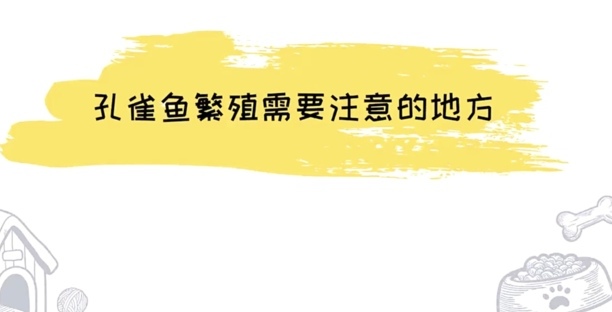 孔雀鱼繁殖详细步骤与方法-孔雀鱼繁殖时间多长