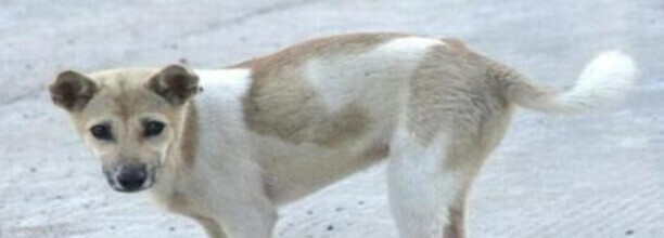 中华田园犬摇尾巴什么意思-土狗为什么见到主人摇尾巴 中华田园犬摇尾巴什么意思-土狗为什么见到主人摇尾巴