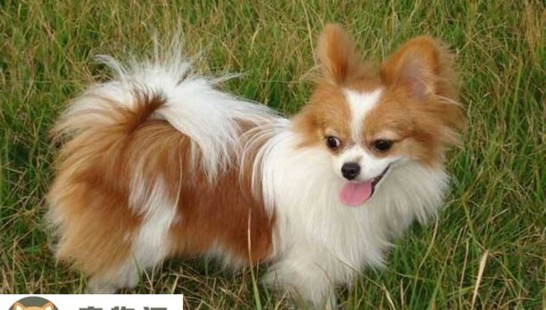 纯种蝴蝶犬价格-杂交蝴蝶犬多少钱一只