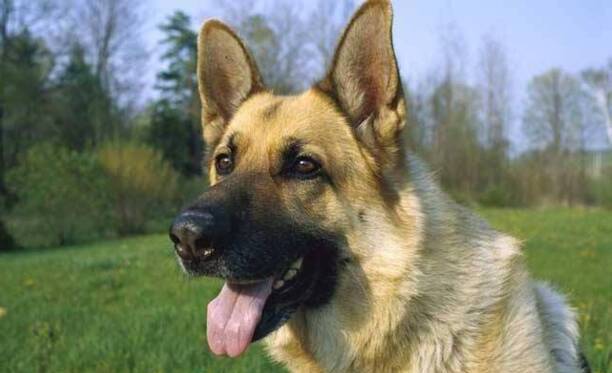 喜乐蒂牧羊犬3000元贵吗-小型牧羊犬品种 喜乐蒂牧羊犬3000元贵吗-小型牧羊犬品种