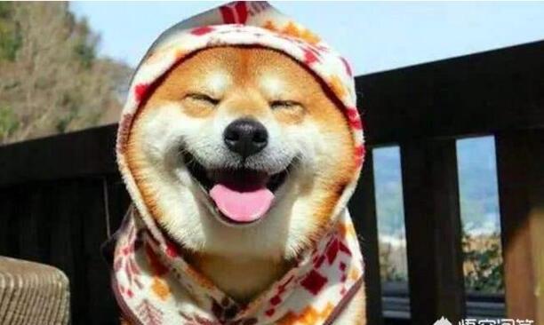 秋田犬经常不带狗绳可以吗-为什么秋田犬不听话