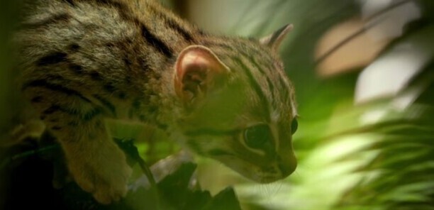 世界上最小的猫-锈斑猫的天敌有哪些