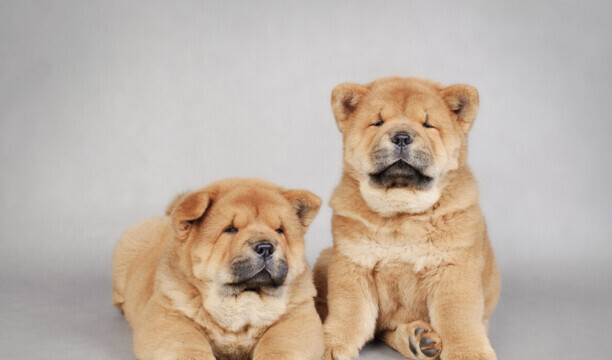 松狮犬怎么饲养,注意什么? 松狮犬怎么饲养,注意什么?