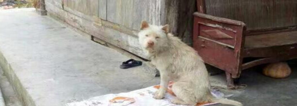 土狗为什么在家里不能养-土狗适合关在家里养吗