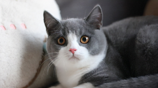 宠物猫的品种价格排行-口碑最好的宠物猫排行榜