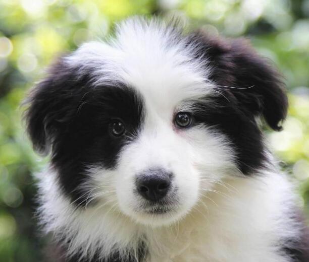 边牧犬多少钱一只幼崽-纯种边牧幼崽怎么辨别