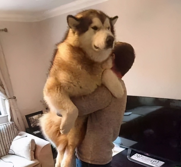 阿拉斯加犬性格-阿拉斯加犬性格特征