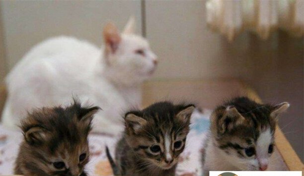 2023年梵猫价格一览表-土耳其梵猫是什么猫