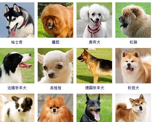 狗的种类有哪些-如何通过照片知道狗狗的品种和名字