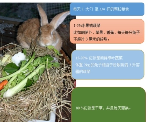 垂耳兔如何养-垂耳兔怎么养才漂亮