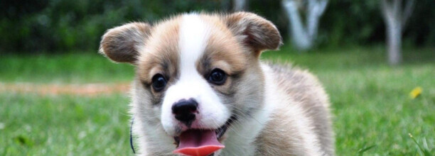 柯基犬太凶了如何办-柯基越打越凶怎么办