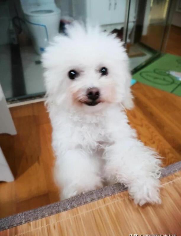 哪种狗狗比较不爱叫不乱咬东西比较听话爱撒娇的