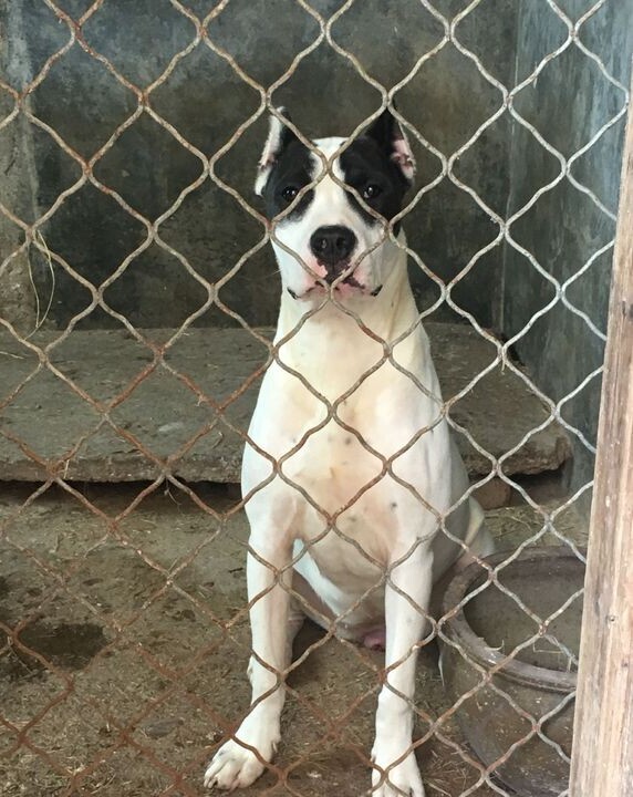 酷姿显摆的杜高犬看上去也别有一番情调、纯种杜高犬养殖基地